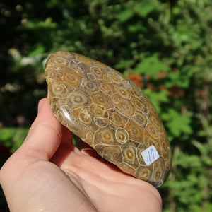 Hand holding Petoskey Stone, polished fossil coral, showcasing the unique pattern and subtle shine, against a natural green background.