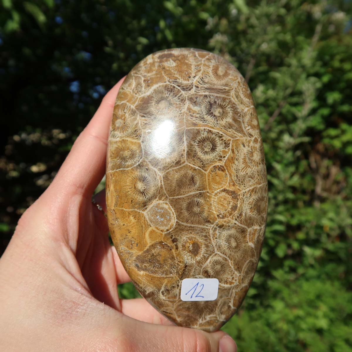 Hand holding polished Petoskey stone, unique coral fossil, 11x6x3 cm, nature background.