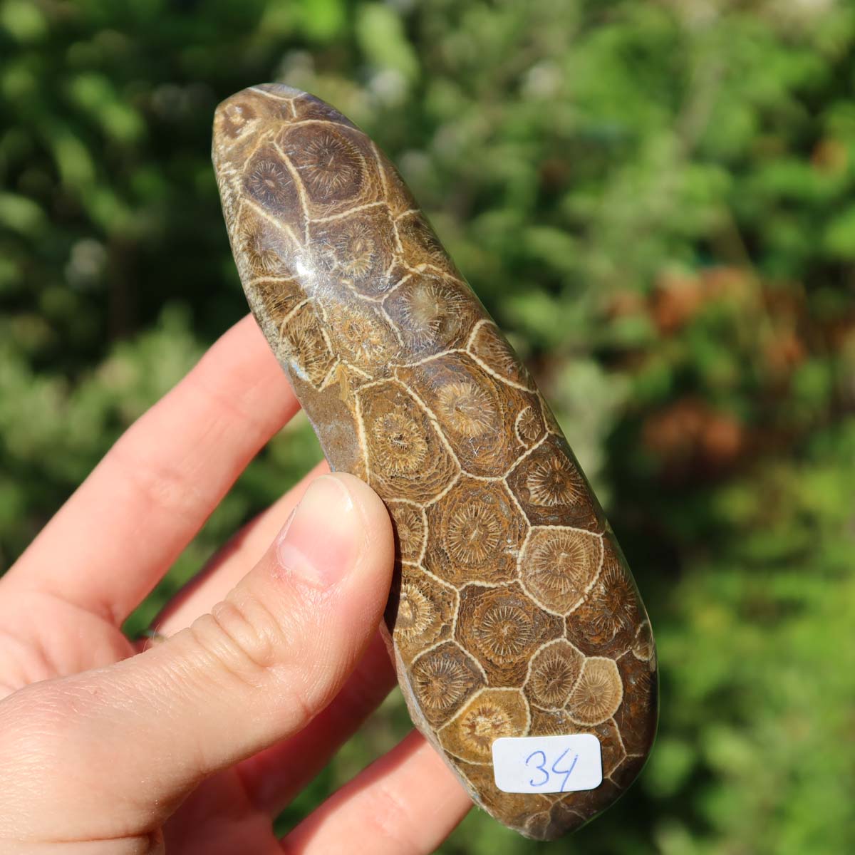Hand holding a Petoskey Stone, semi-polished fossil coral, 11x3x3 cm, labeled as unique piece No. 34, with a natural glossy finish.