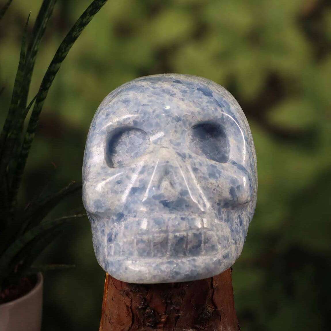 Echter großer XL Kristall Schädel aus Calcit blau, handgefertigt, Sammlerstück, Graz und Wiener Neustadt Mineralien Edelsteine - 15x11 cm