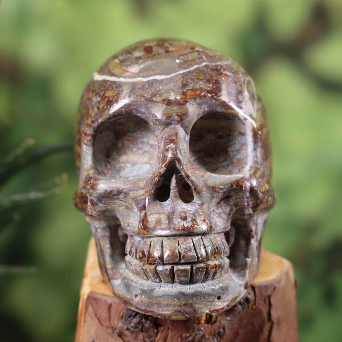 Echter großer Kristall Schädel handgefertigt aus Fossilien Kalkstein, 11x8 cm, Graz Mineralien Amethyst Drusen Geschäft, Skull Nr. 38