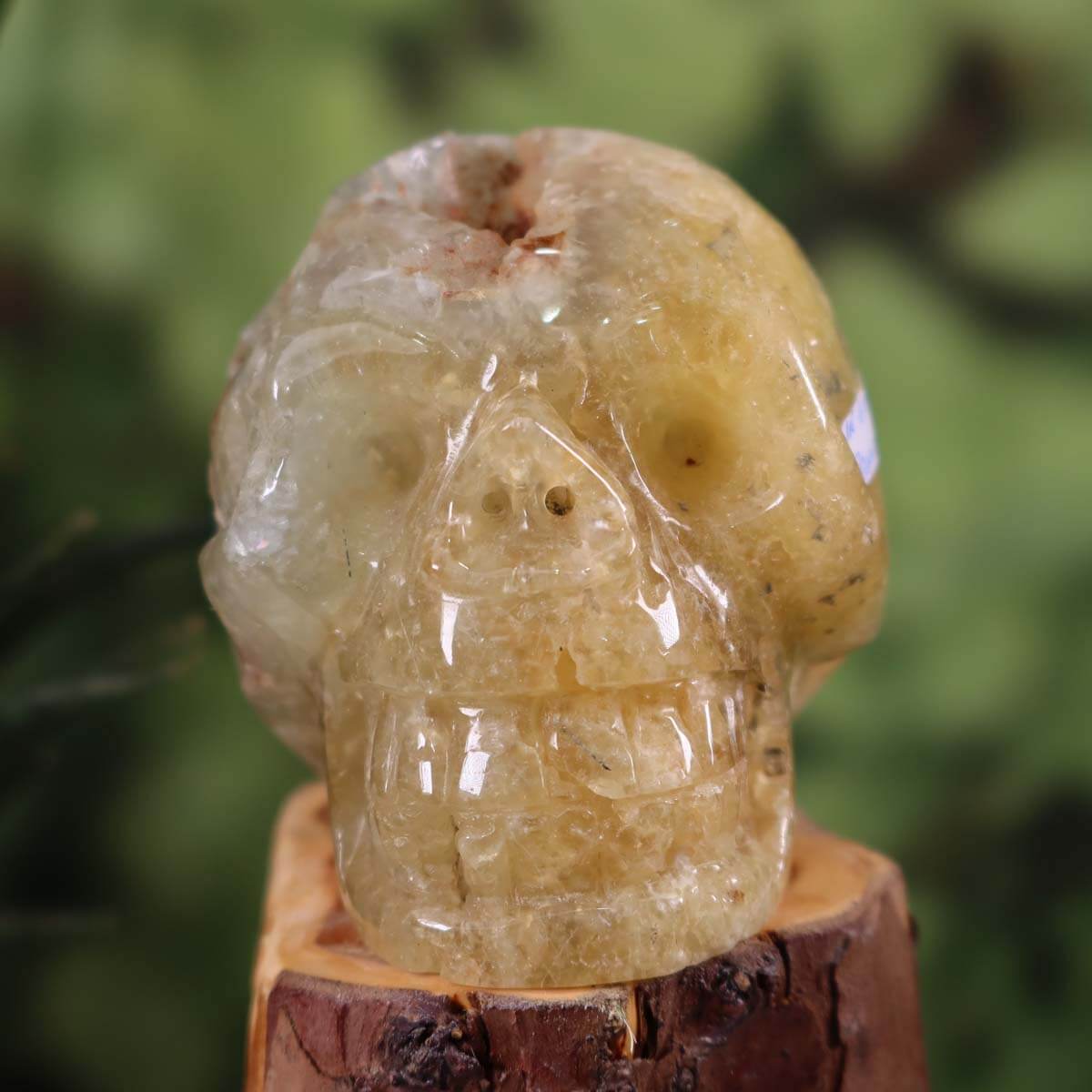 Echter großer handgefertigter gelber Prehnit Kristallschädel auf Holzständer, einzigartiges Sammlerstück. Kristallschädel online kaufen.