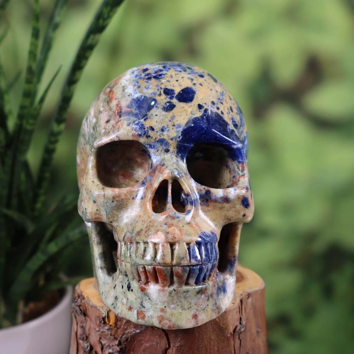 Echter Sodalith Kristall Schädel handgefertigt, 12x10 cm, ausgestellt auf Holz, einzigartiges Unikat von Graz Mineralien.