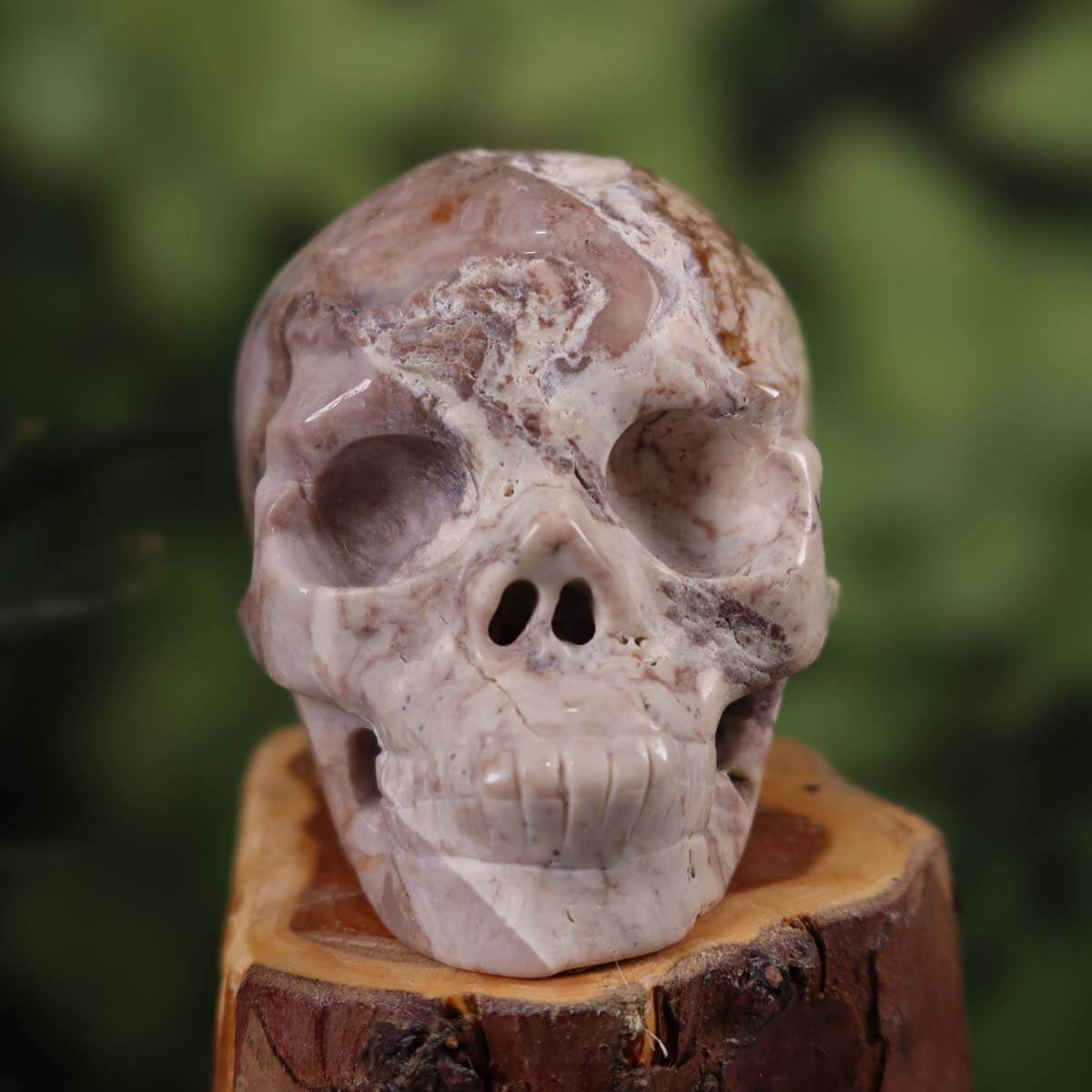 Echter Kristallschädel aus versteinertem Holz auf Holzsockel, 8x7 cm, einzigartiger Steinwelten Graz Sammlerschädel.