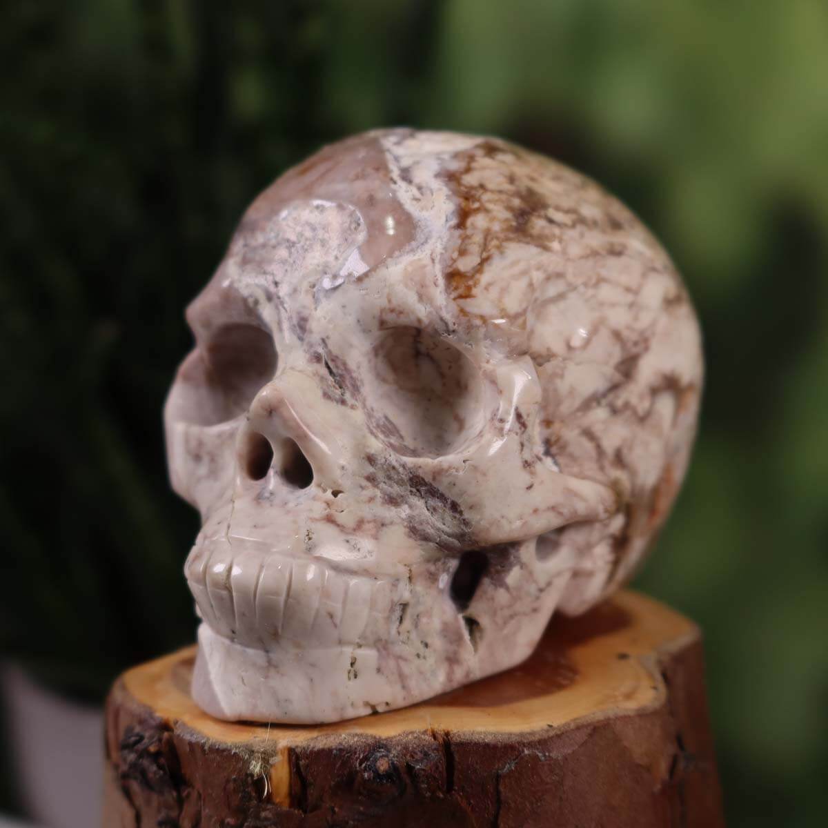 Echter Kristallschädel aus versteinertem Holz auf Holzsockel, 8x7 cm, einzigartiger Steinwelten Graz Sammlerschädel.