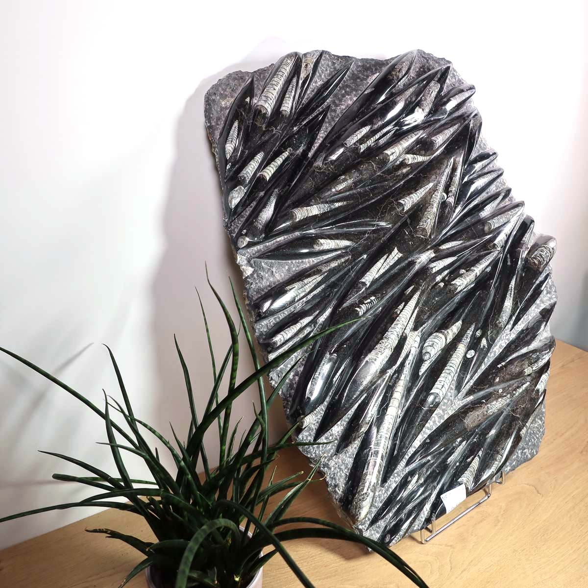 Einzigartige XL Fossil Orthocera Platte (Tintenfische) - 60x50cm - 280-320 Millionen Jahre - Nr. 1 auf Holzuntergrund neben Pflanze