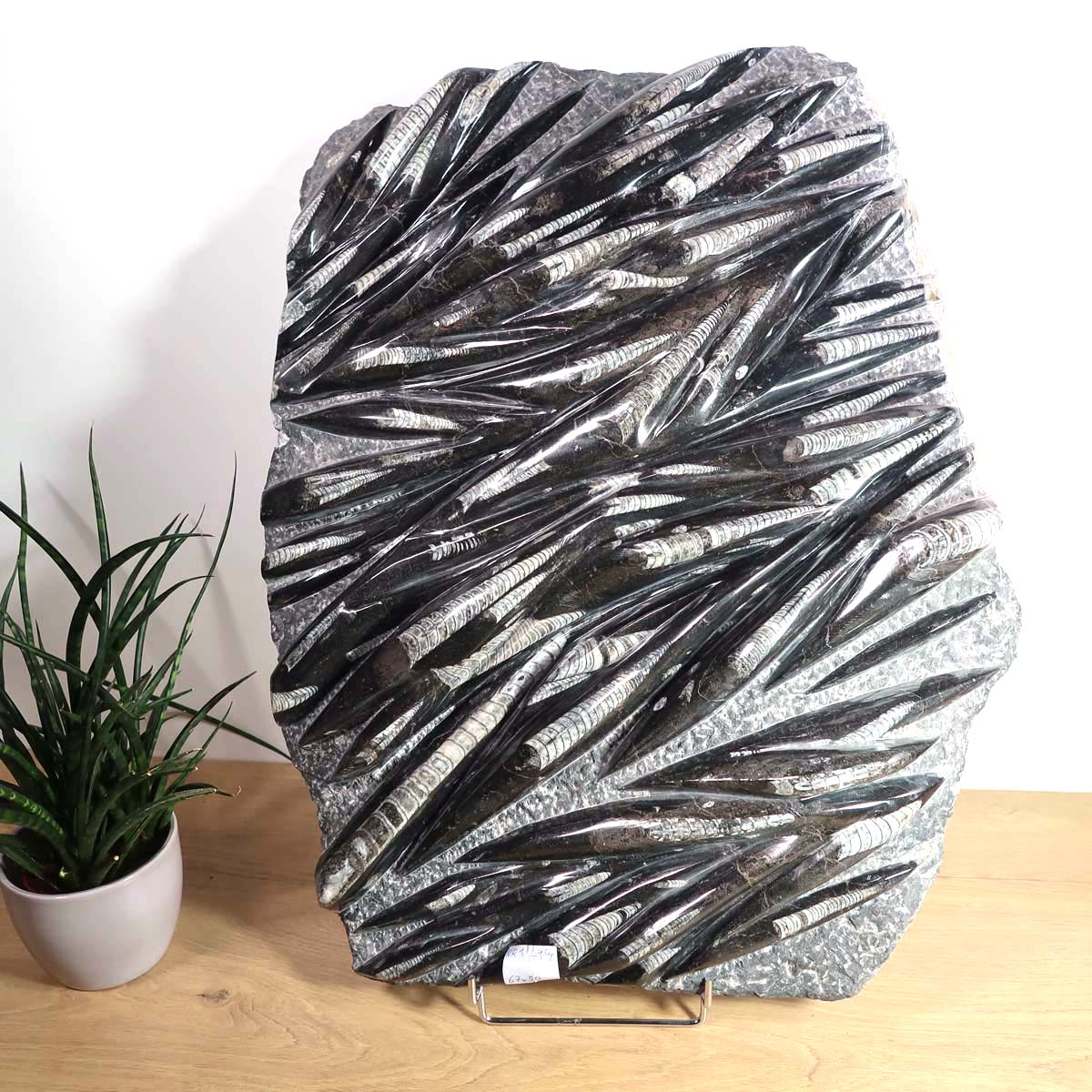 Einzigartige XL Fossil Orthocera Platte (Tintenfische) - 60x50cm - 280-320 Millionen Jahre - Nr. 1 auf Holzuntergrund neben Pflanze