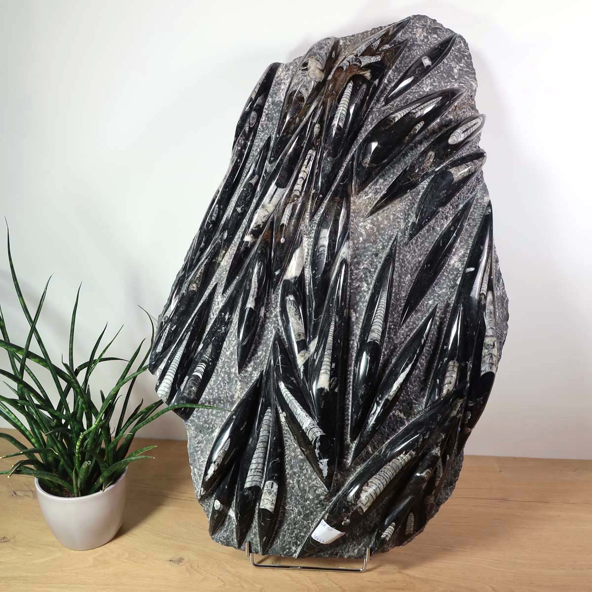 Einzigartige XL Fossile Orthoceras Platte (Tintenfische) - 78x47cm - 280-320 Millionen Jahre - Nr. 10 vor Pflanze