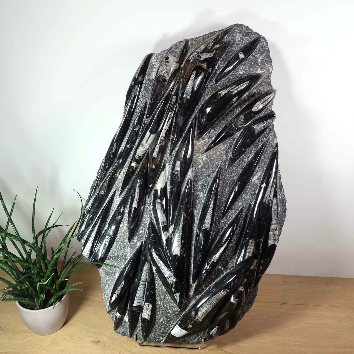 Einzigartige XL Fossile Orthoceras Platte (Tintenfische) - 78x47cm - 280-320 Millionen Jahre - Nr. 10 vor Pflanze