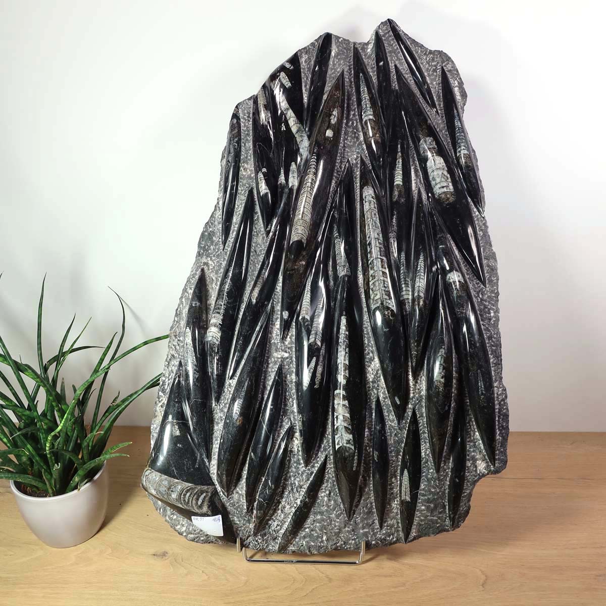 Einzigartige XL Fossile Orthoceras Platte (Tintenfische) - 70x45cm - 280-320 Millionen Jahre - Nr. 11 auf einer Holzoberfläche