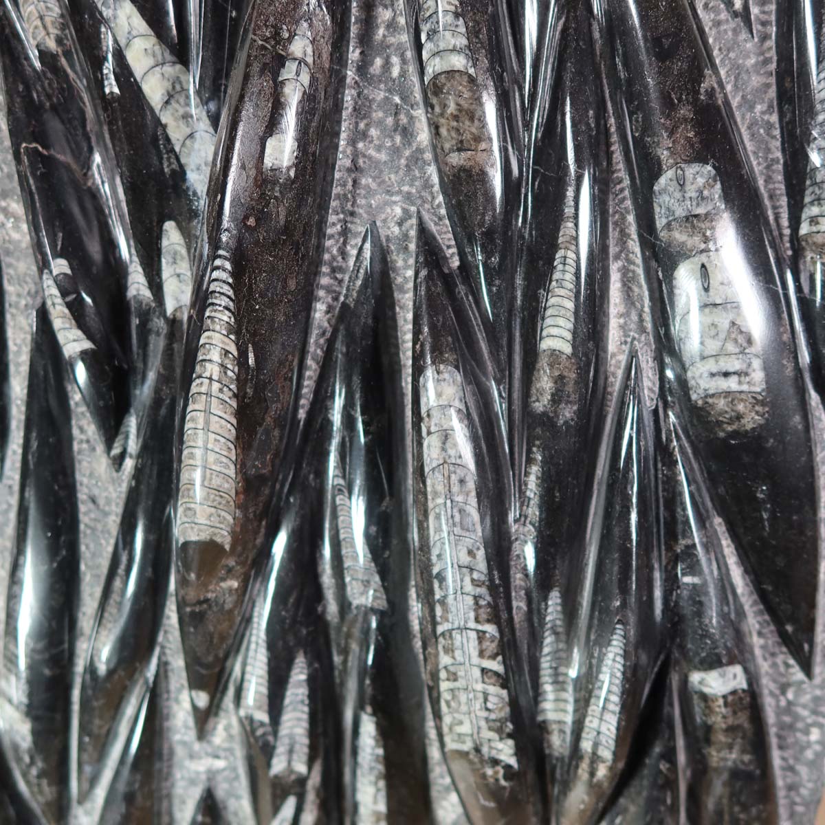 Einzigartige XL Fossile Orthoceras Platte (Tintenfische) - 70x45cm - 280-320 Millionen Jahre - Nr. 11 auf einer Holzoberfläche