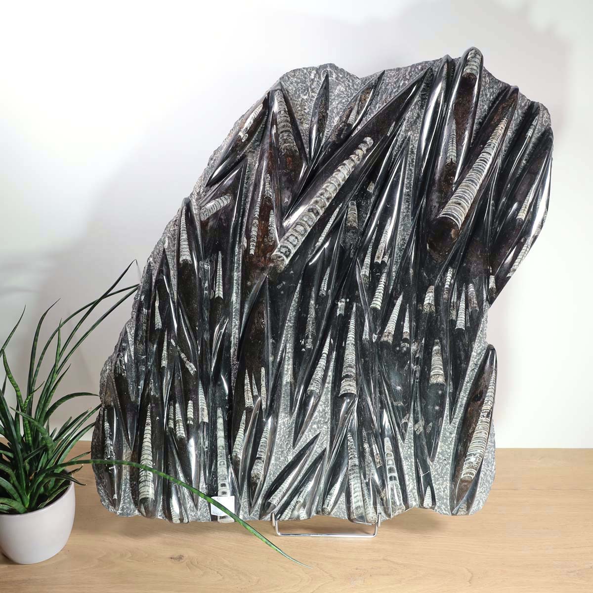 Einzigartige XL Fossile Orthoceras Platte (Tintenfische) - 70x60cm - 280-320 Millionen Jahre - Nr. 12, präsentiert auf einem Tisch.