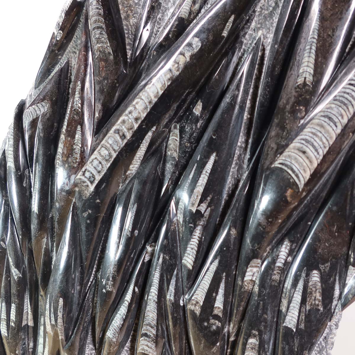 Einzigartige XL Fossile Orthoceras Platte (Tintenfische) - 70x60cm - 280-320 Millionen Jahre - Nr. 12, präsentiert auf einem Tisch.