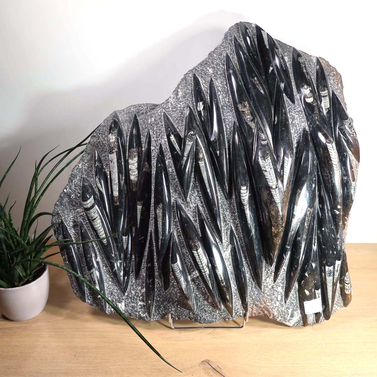 Einzigartige XL Fossile Orthoceras Platte (Tintenfische) - 66x68cm - 280-320 Millionen Jahre - Nr. 13