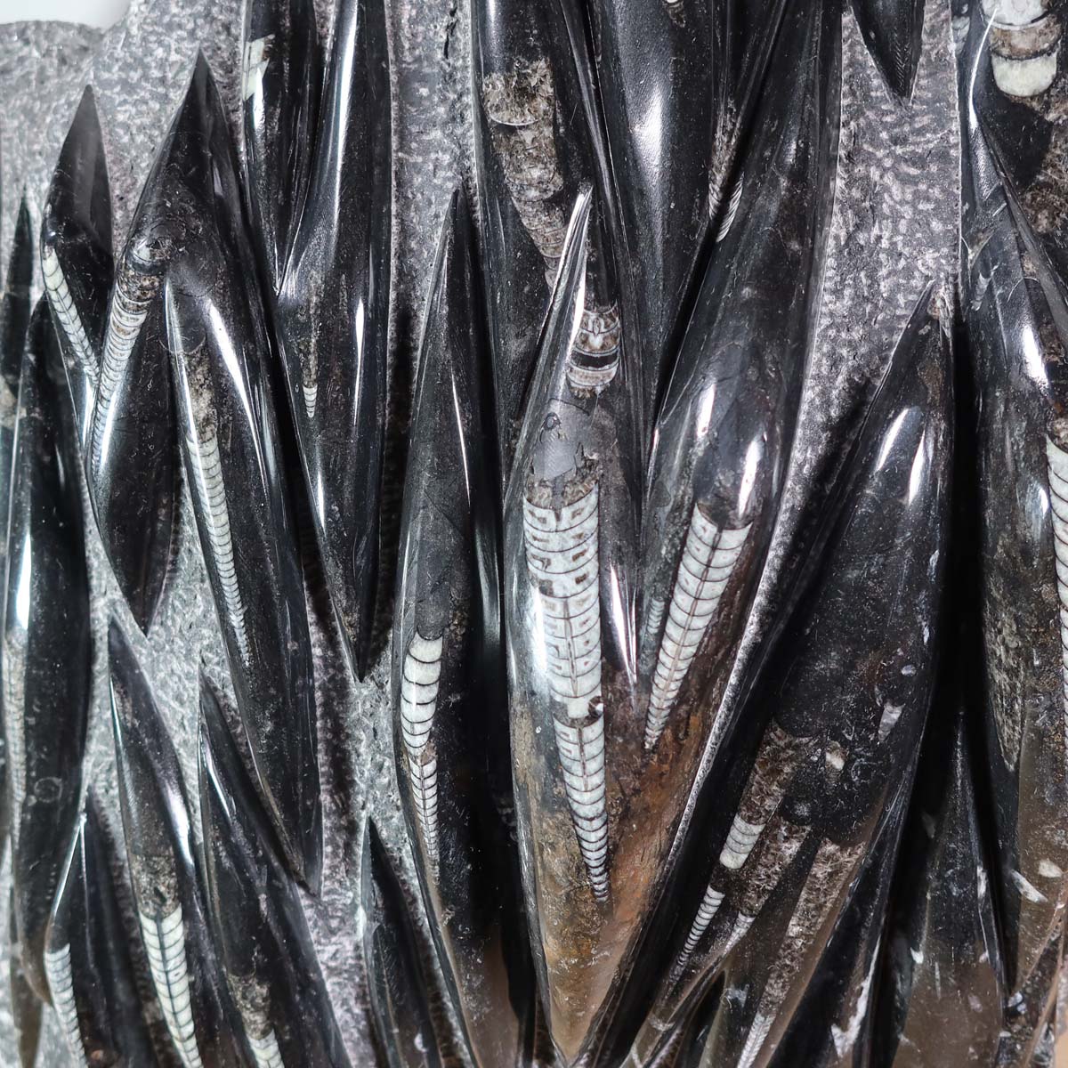 Einzigartige XL Fossile Orthoceras Platte (Tintenfische) - 66x68cm - 280-320 Millionen Jahre - Nr. 13