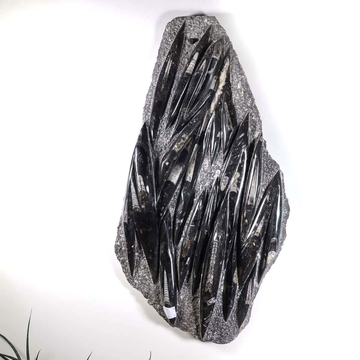 Einzigartige XL Fossile Orthoceras Platte (Tintenfische) - 77x41cm - 280-320 Millionen Jahre - Nr. 14 an einer Wohnzimmerwand