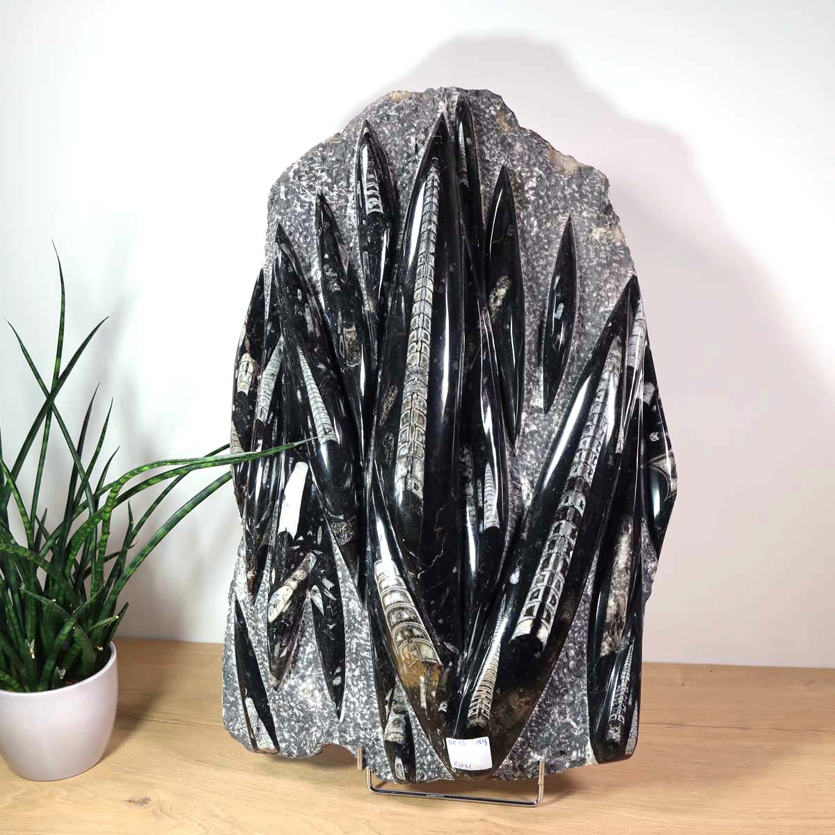 Einzigartige XL Fossile Orthoceras Platte (Tintenfische) - 62x41cm - 280-320 Millionen Jahre - Nr. 15 auf Holztisch