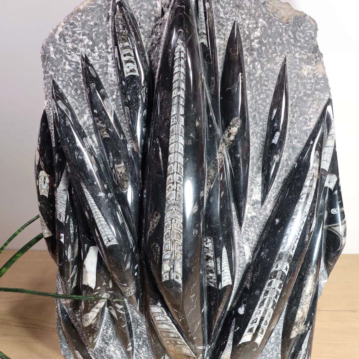 Einzigartige XL Fossile Orthoceras Platte (Tintenfische) - 62x41cm - 280-320 Millionen Jahre - Nr. 15 auf Holztisch