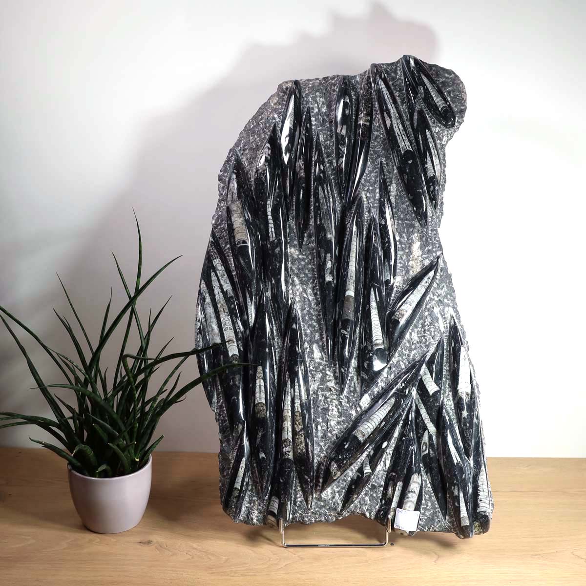 Einzigartige XL Fossile Orthoceras Platte (Tintenfische) - 70x40cm - 280-320 Millionen Jahre - Nr. 16, dekorativ auf Holzständer