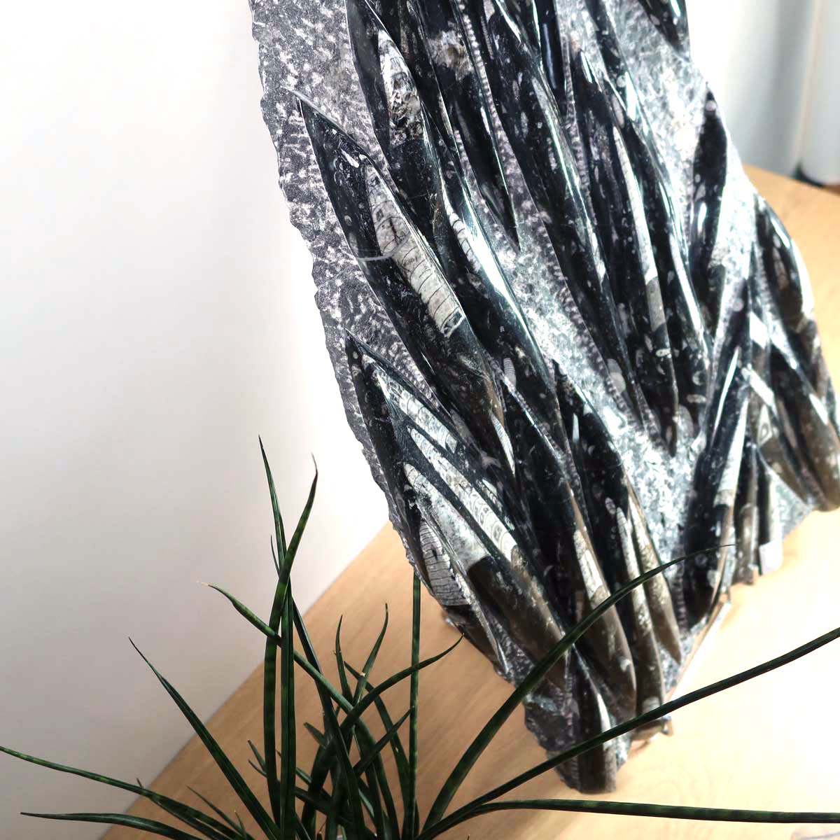 Einzigartige XL Fossile Orthoceras Platte (Tintenfische) - 70x40cm - 280-320 Millionen Jahre - Nr. 16, dekorativ auf Holzständer