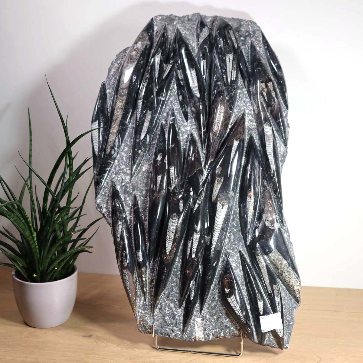 Einzigartige XL Fossile Orthoceras Platte (Tintenfische) - 66x36cm - 280-320 Millionen Jahre - Nr. 17