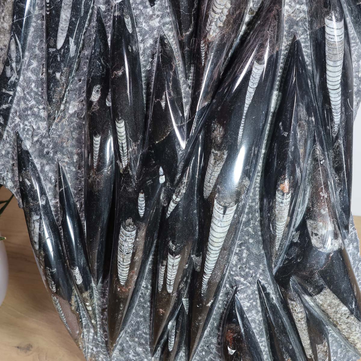 Einzigartige XL Fossile Orthoceras Platte (Tintenfische) - 66x36cm - 280-320 Millionen Jahre - Nr. 17