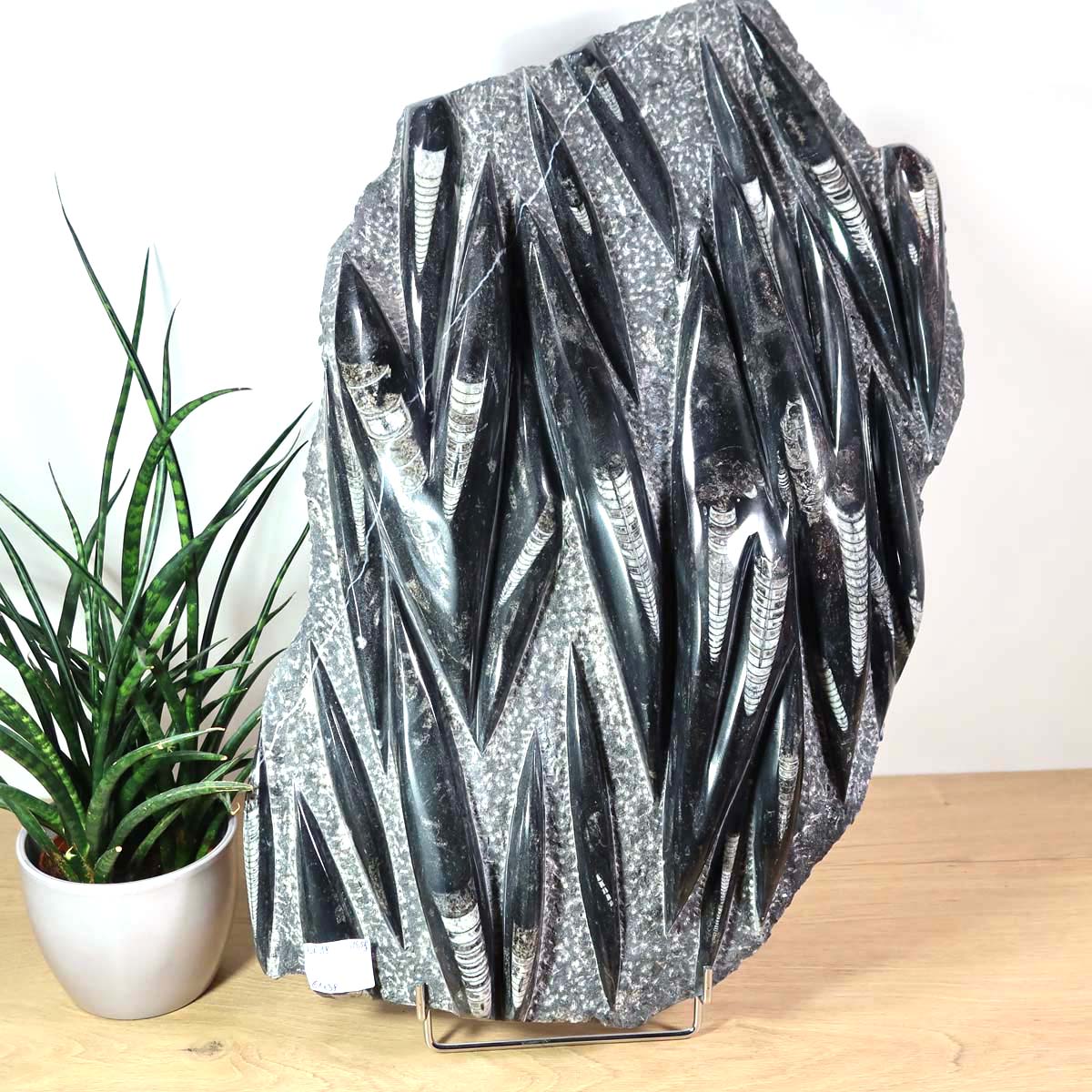 Einzigartige XL Fossile Orthoceras Platte (Tintenfische) - 61x38cm - 280-320 Millionen Jahre - Nr. 18, versteinertes Fossil aus Karbon-Zeitalter