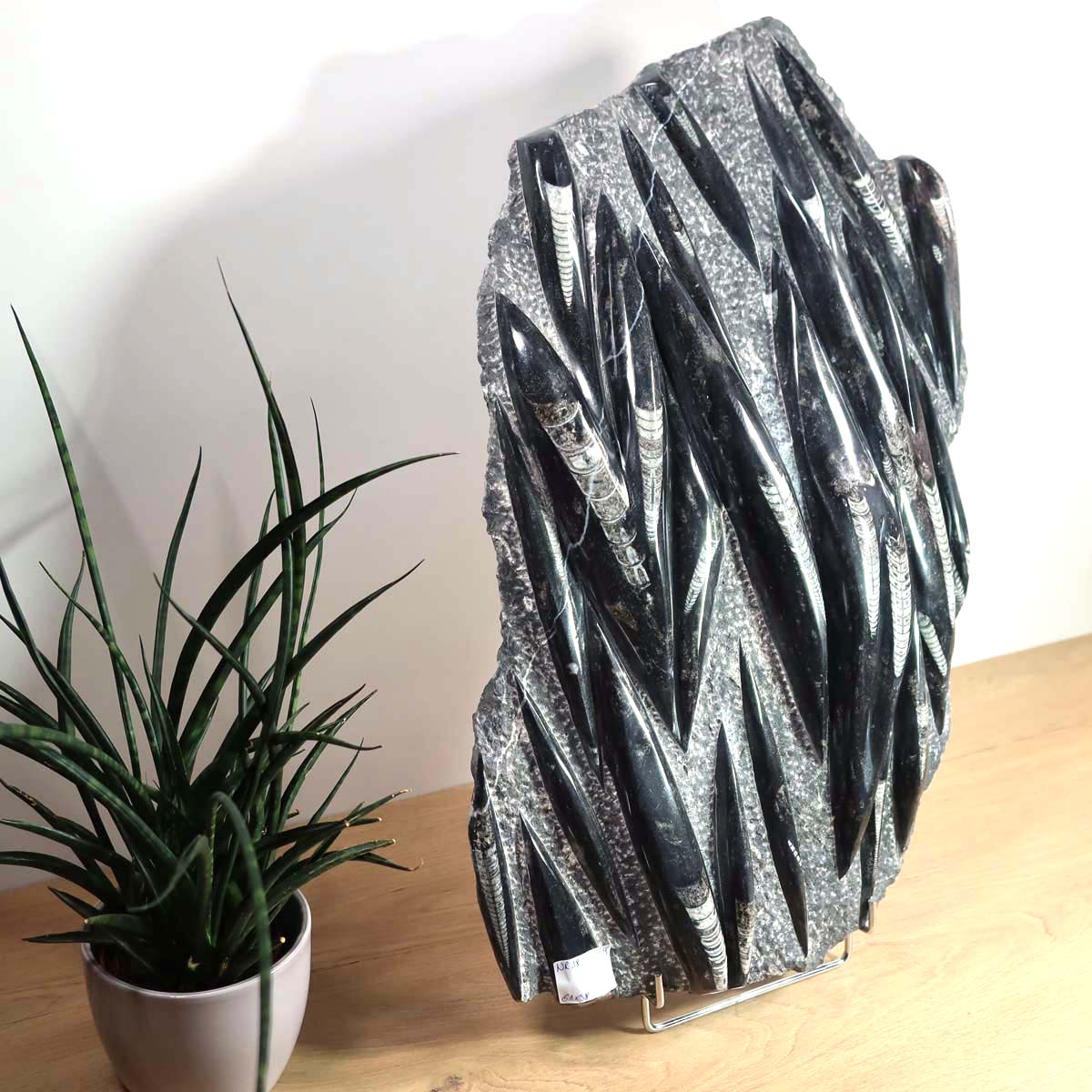 Einzigartige XL Fossile Orthoceras Platte (Tintenfische) - 61x38cm - 280-320 Millionen Jahre - Nr. 18, versteinertes Fossil aus Karbon-Zeitalter