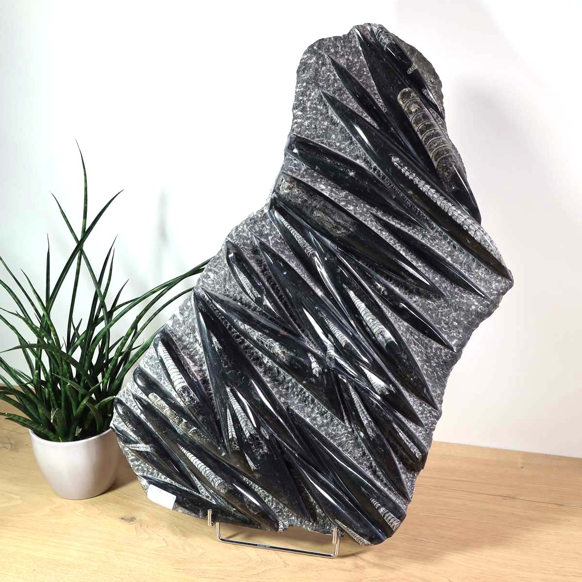 Einzigartige XL Fossile Orthoceras Platte (Tintenfische) - 66x38cm - 280-320 Millionen Jahre - Nr. 19