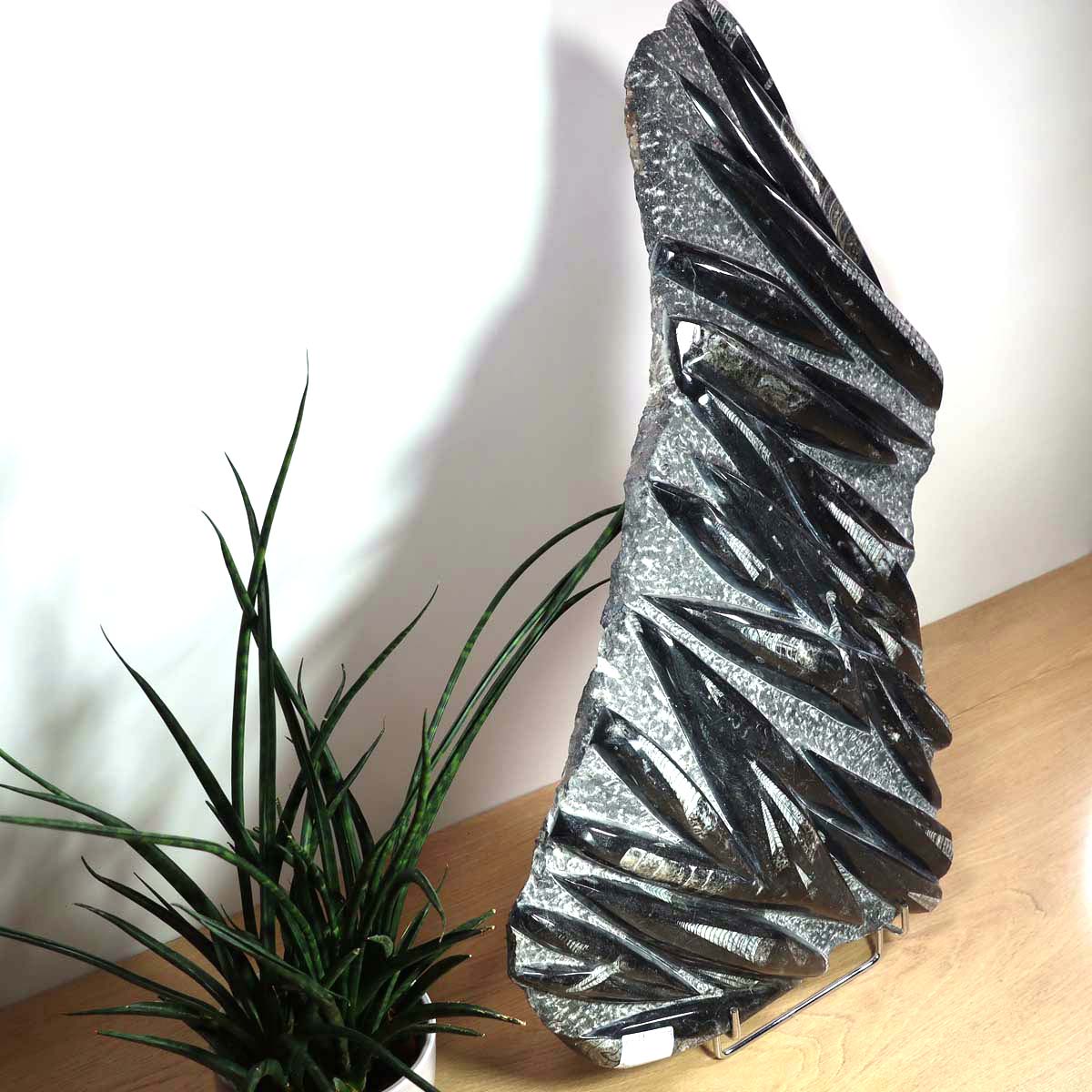 Einzigartige XL Fossile Orthoceras Platte (Tintenfische) - 66x38cm - 280-320 Millionen Jahre - Nr. 19