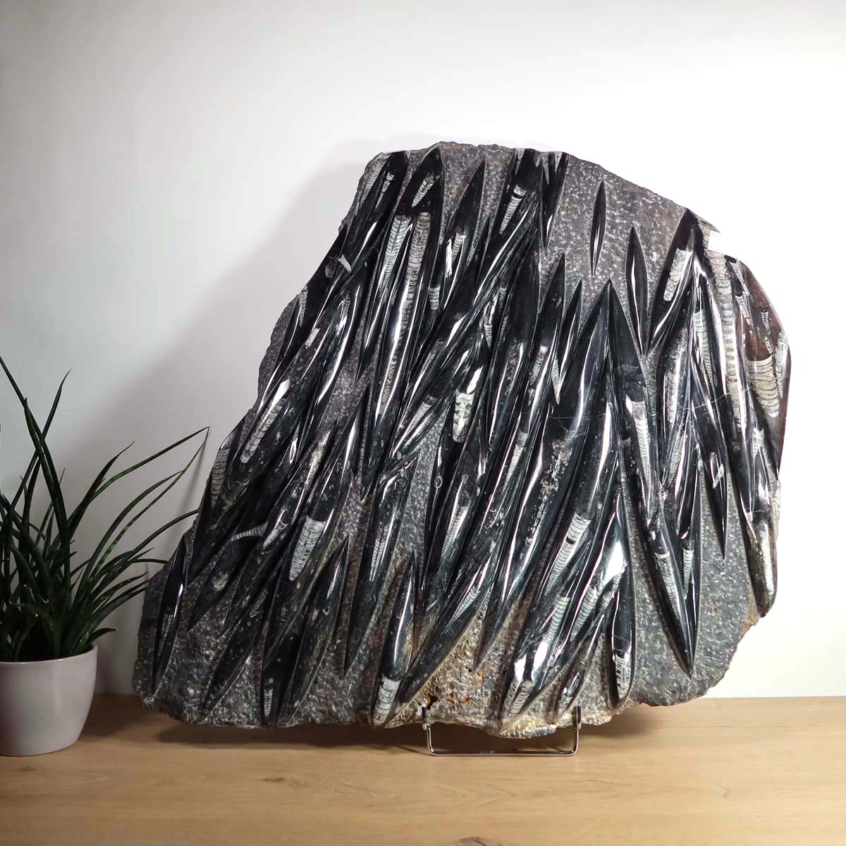 Einzigartige XL Fossile Orthoceras Platte (Tintenfische) - 80x63cm - 280-320 Millionen Jahre - Nr. 2 auf Holzdisplay