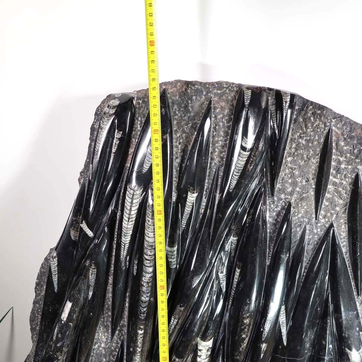 Einzigartige XL Fossile Orthoceras Platte (Tintenfische) - 80x63cm - 280-320 Millionen Jahre - Nr. 2 auf Holzdisplay