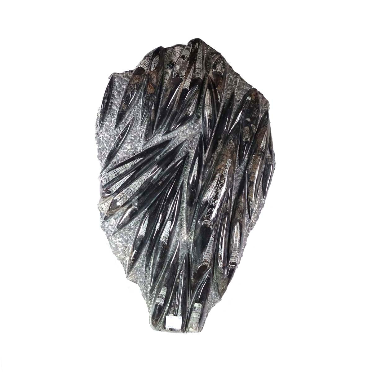 Einzigartige XL Fossile Orthoceras Platte (Tintenfische) - 71x45cm - 280-320 Millionen Jahre - Nr. 20 im Wohnzimmer