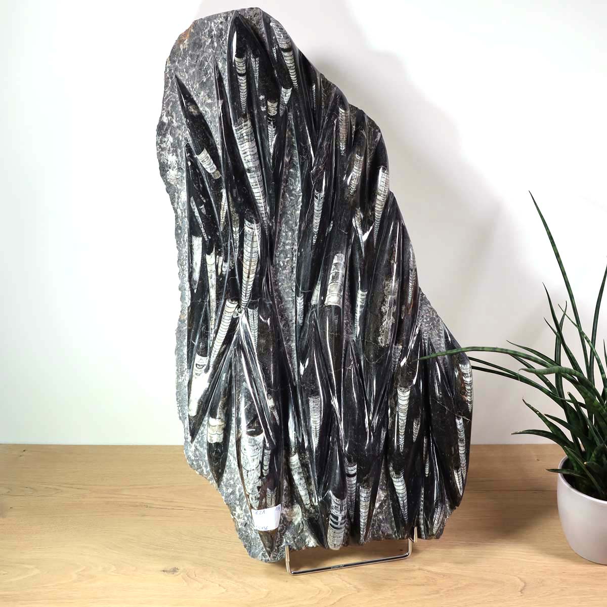 Einzigartige XL Fossile Orthoceras Platte (Tintenfische) - 65x36cm - 280-320 Millionen Jahre - Nr. 21, stehend auf einem Tisch