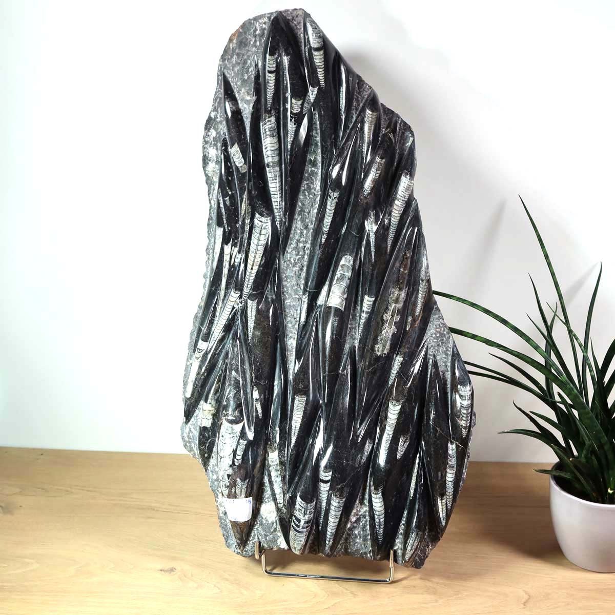 Einzigartige XL Fossile Orthoceras Platte (Tintenfische) - 65x36cm - 280-320 Millionen Jahre - Nr. 21, stehend auf einem Tisch