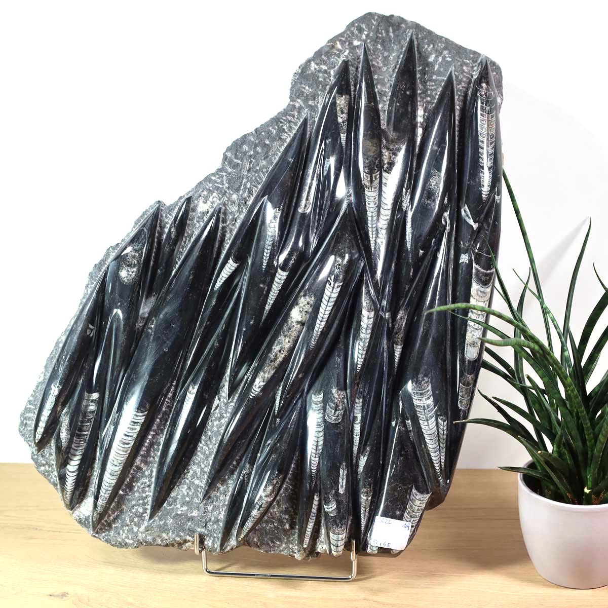 Einzigartige XL Fossile Orthoceras Platte (Tintenfische) - 56x45cm - 280-320 Millionen Jahre - Nr. 22 auf Holzuntergrund