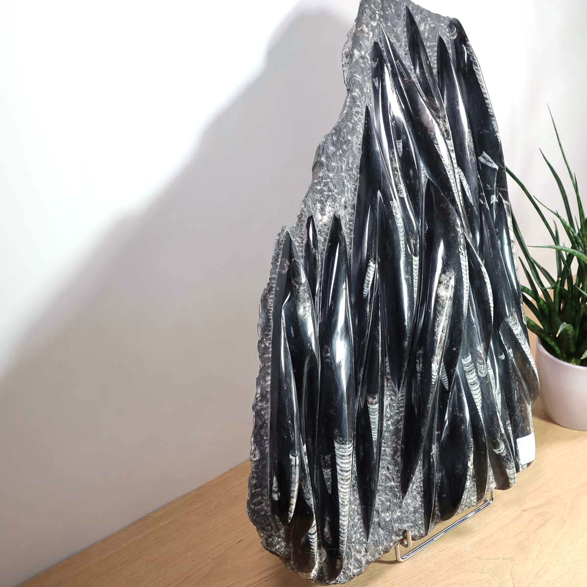 Einzigartige XL Fossile Orthoceras Platte (Tintenfische) - 56x45cm - 280-320 Millionen Jahre - Nr. 22 auf Holzuntergrund