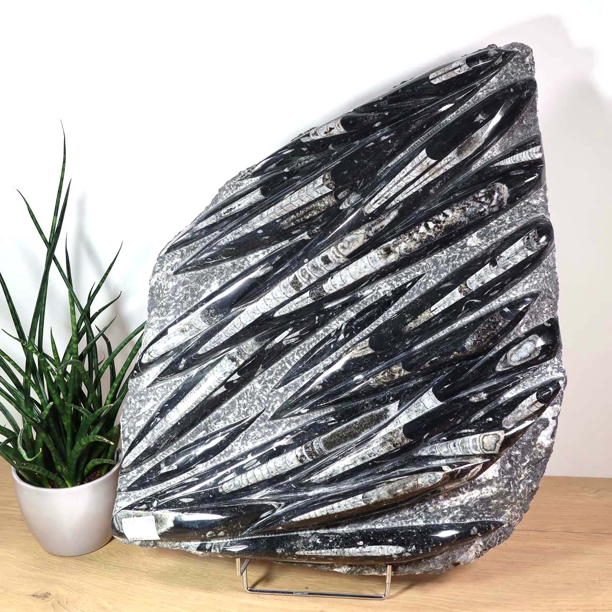 Einzigartige XL Fossile Orthoceras Platte (Tintenfische) - 68x51cm - 280-320 Millionen Jahre - Nr. 23 auf Holzständer