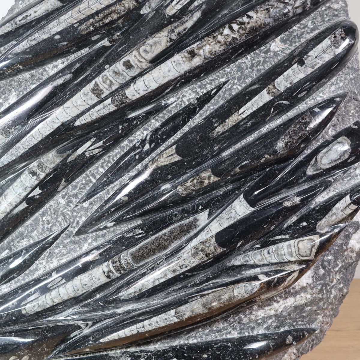 Einzigartige XL Fossile Orthoceras Platte (Tintenfische) - 68x51cm - 280-320 Millionen Jahre - Nr. 23 auf Holzständer