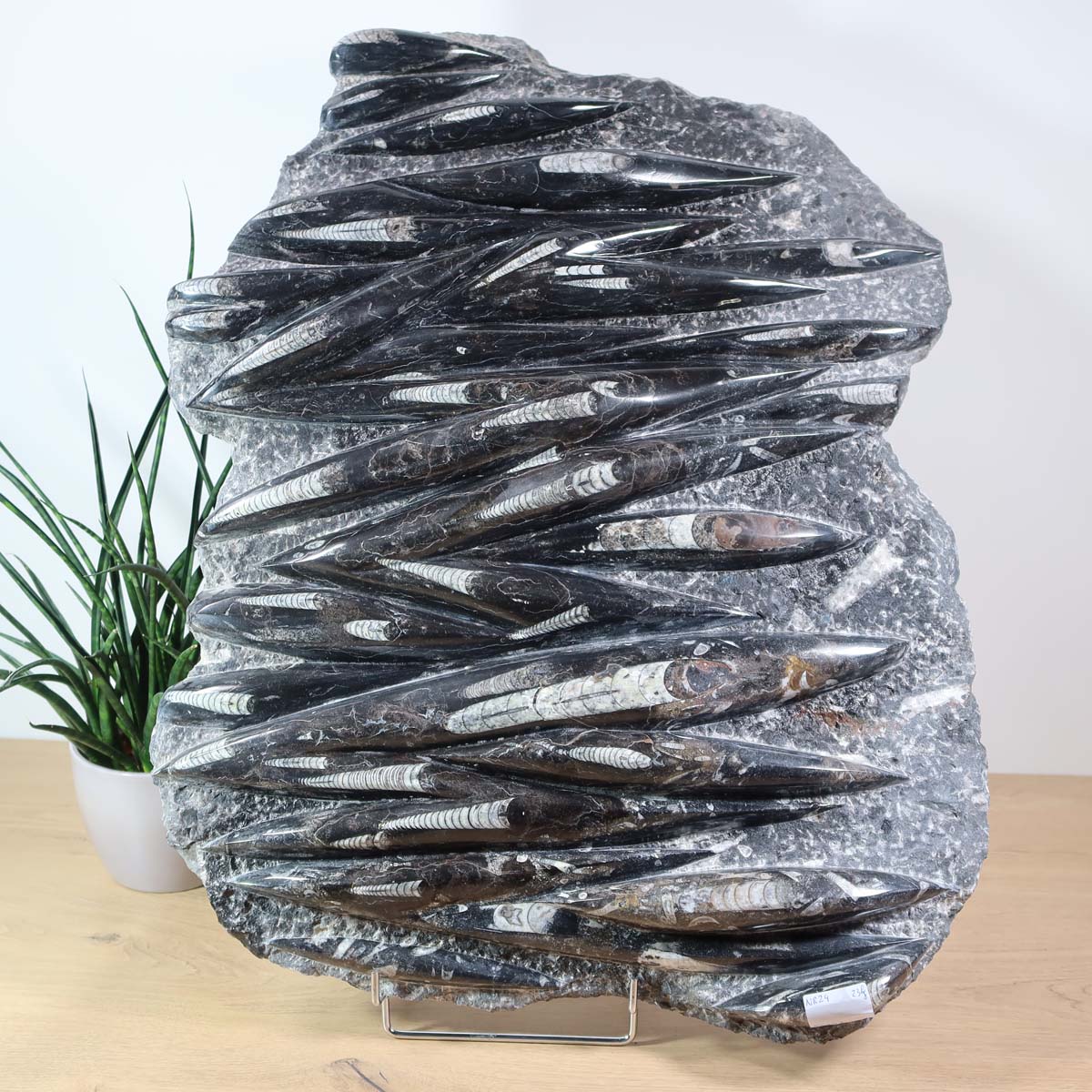 Einzigartige XL Fossile Orthoceras Platte (Tintenfische) - 64x47cm - 280-320 Millionen Jahre - Nr. 24, beeindruckende Fossilien