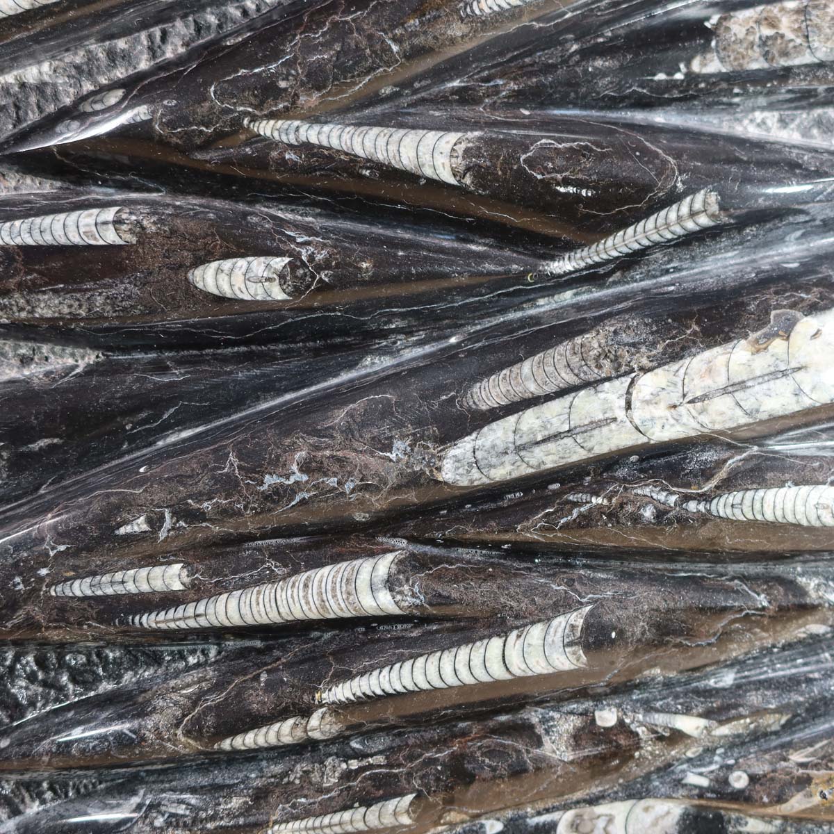 Einzigartige XL Fossile Orthoceras Platte (Tintenfische) - 64x47cm - 280-320 Millionen Jahre - Nr. 24, beeindruckende Fossilien