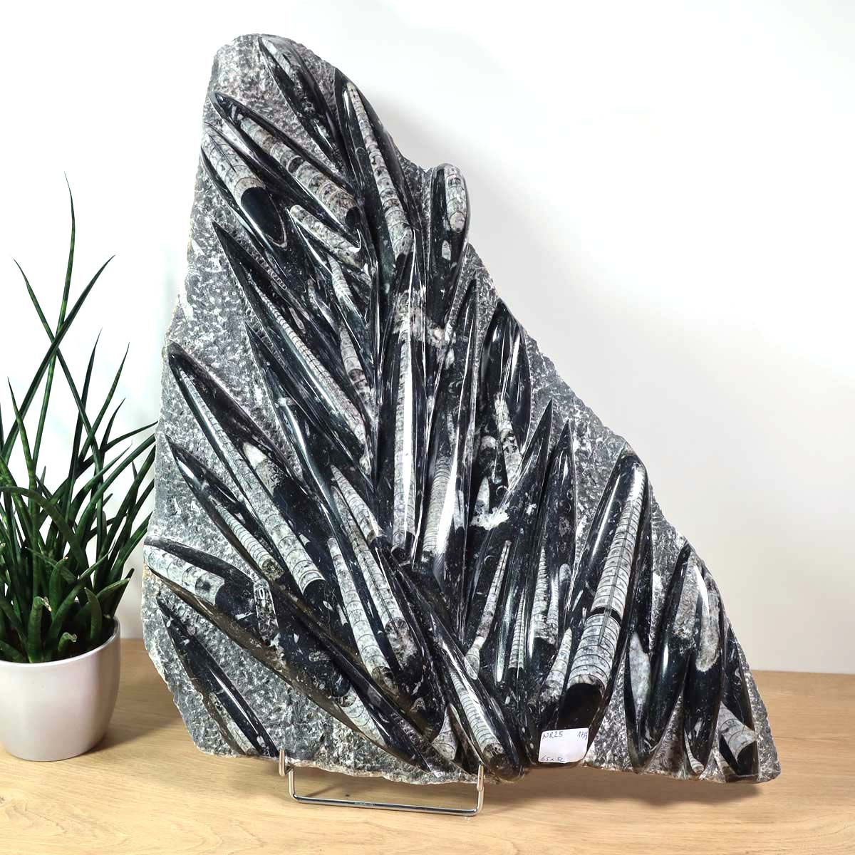 Einzigartige XL Fossile Orthoceras Platte (Tintenfische) - 65x52cm - 280-320 Millionen Jahre - Nr. 25 auf Holzständer