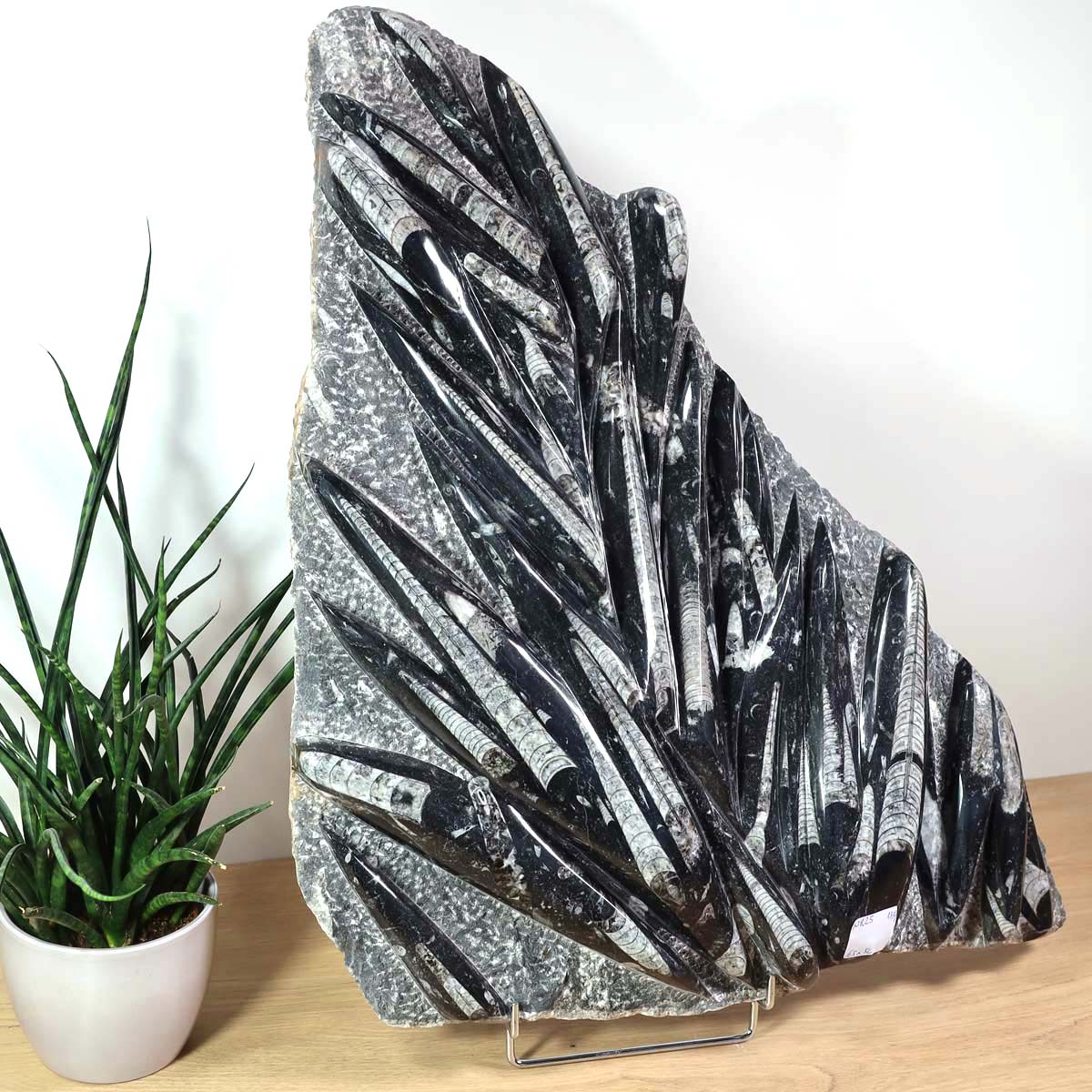 Einzigartige XL Fossile Orthoceras Platte (Tintenfische) - 65x52cm - 280-320 Millionen Jahre - Nr. 25 auf Holzständer