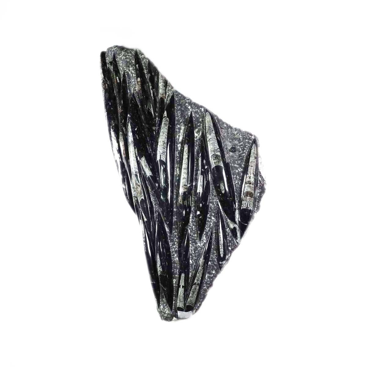 Einzigartige XL Fossile Orthoceras Platte (Tintenfische) - 80x41cm - 280-320 Millionen Jahre - Nr. 26 in modernem Wohnraum