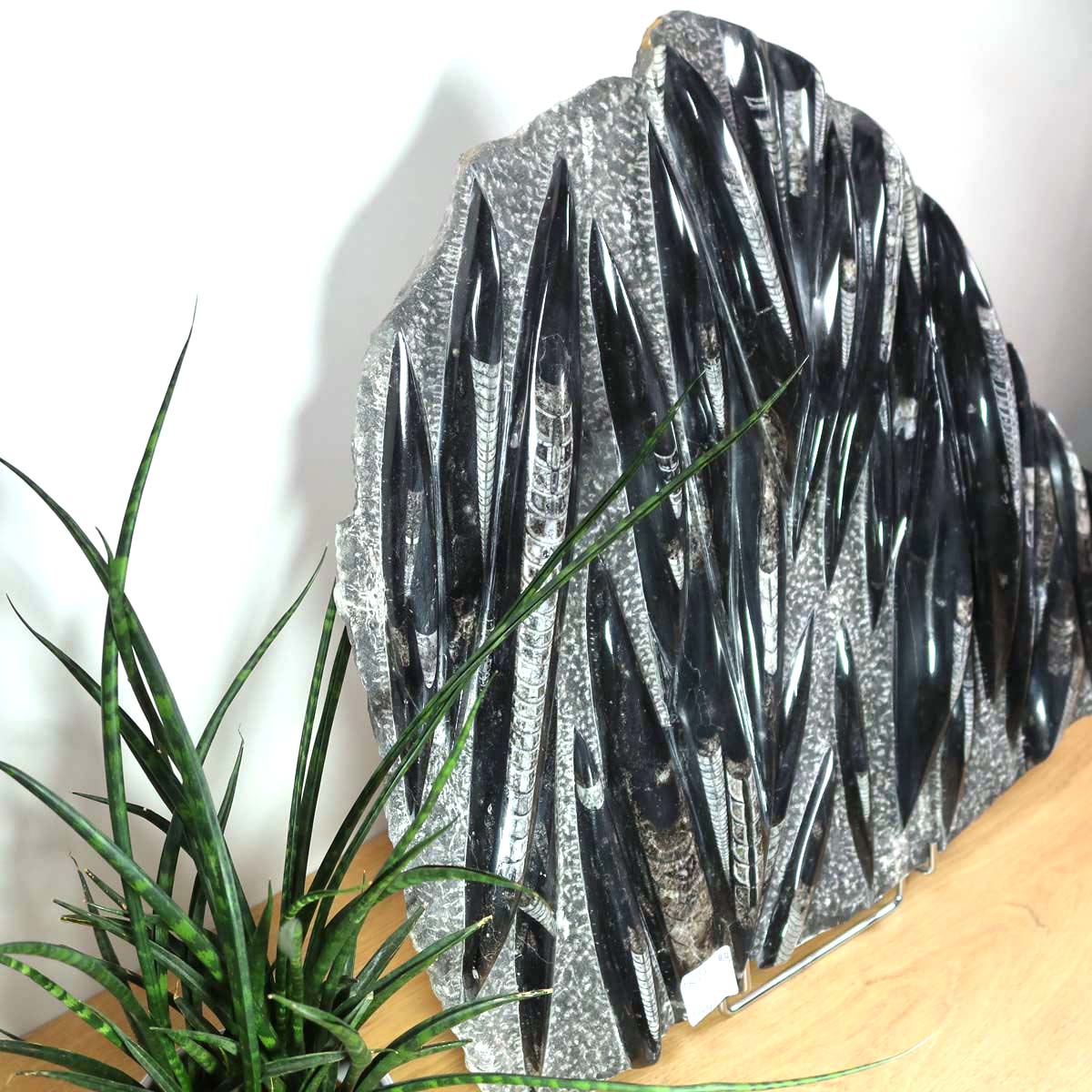 Einzigartige XL Fossile Orthoceras Platte (Tintenfische) - 53x58cm - 280-320 Millionen Jahre - Nr. 27, beeindruckende Erdgeschichte.