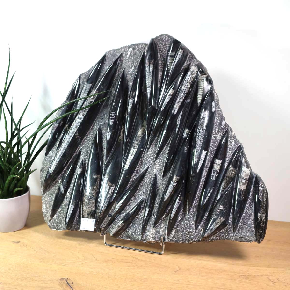 Einzigartige XL Fossile Orthoceras Platte (Tintenfische) - 53x58cm - 280-320 Millionen Jahre - Nr. 27, beeindruckende Erdgeschichte.