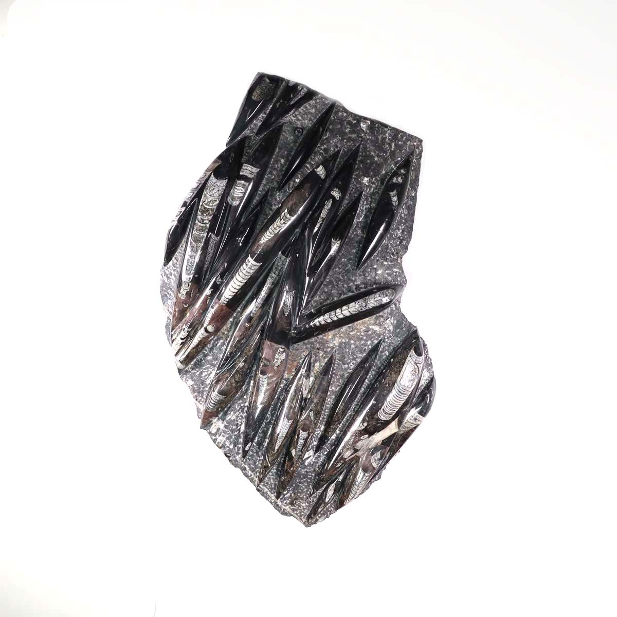 Einzigartige XL Fossile Orthoceras Platte (Tintenfische) - 67x48cm - 280-320 Millionen Jahre - Nr. 28, dekorativ präsentiert im Wohnzimmer.