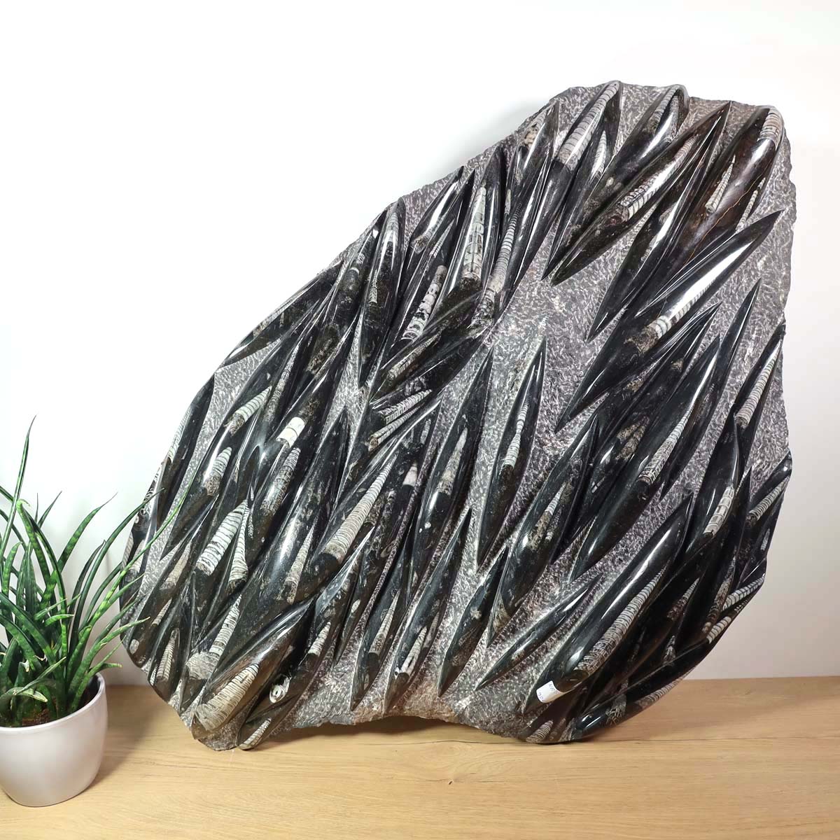 Einzigartige XL Fossile Orthoceras Platte (Tintenfische) - 90x60cm - 280-320 Millionen Jahre - Nr. 3 auf Holzuntergrund neben Pflanze