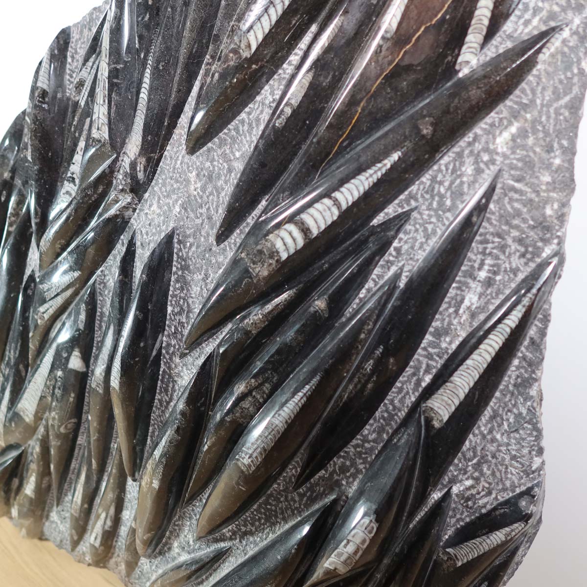 Einzigartige XL Fossile Orthoceras Platte (Tintenfische) - 90x60cm - 280-320 Millionen Jahre - Nr. 3 auf Holzuntergrund neben Pflanze