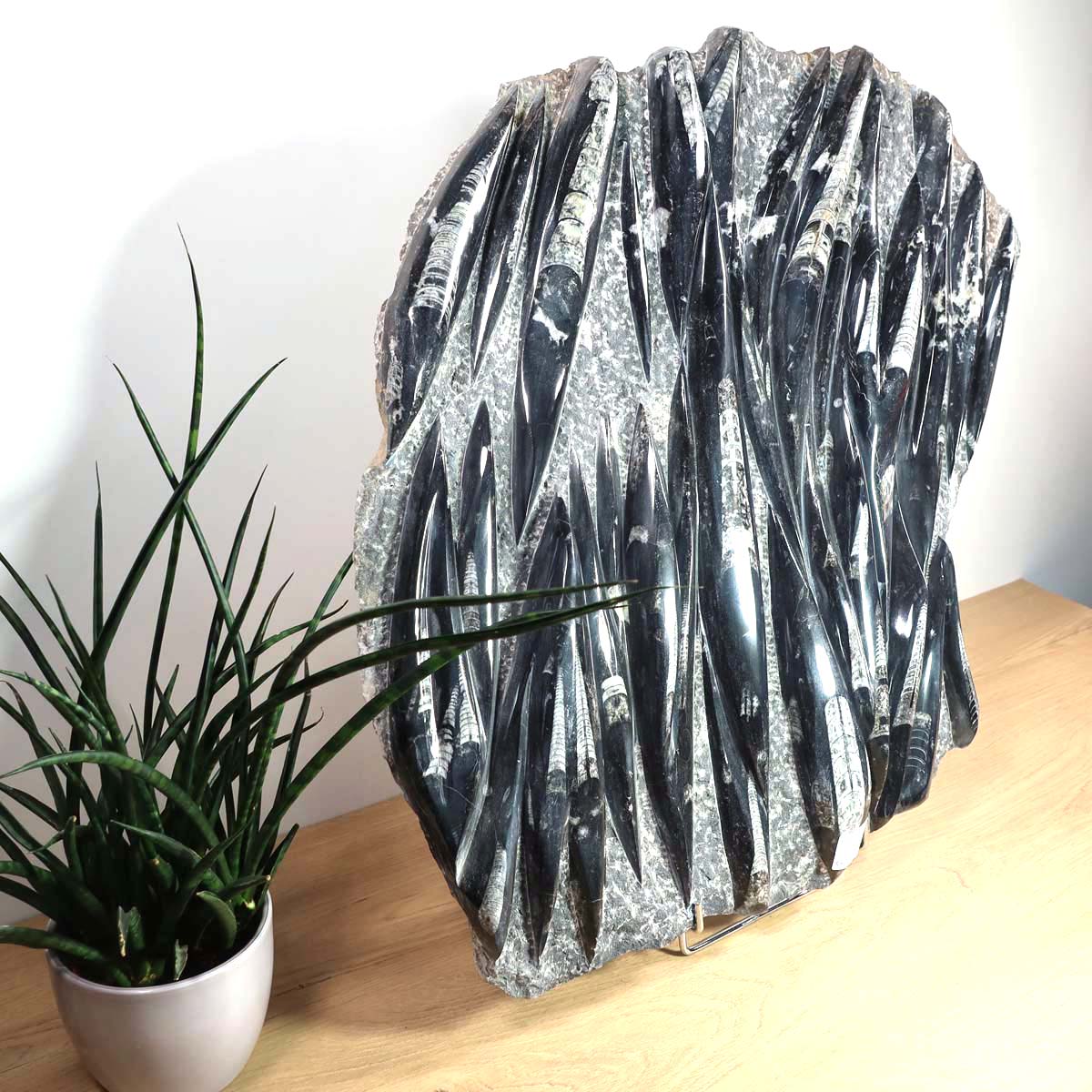 Einzigartige XL Fossile Orthoceras Platte (Tintenfische) - 59x55cm - 280-320 Millionen Jahre - Nr. 30 vor einem Pflanzenhintergrund